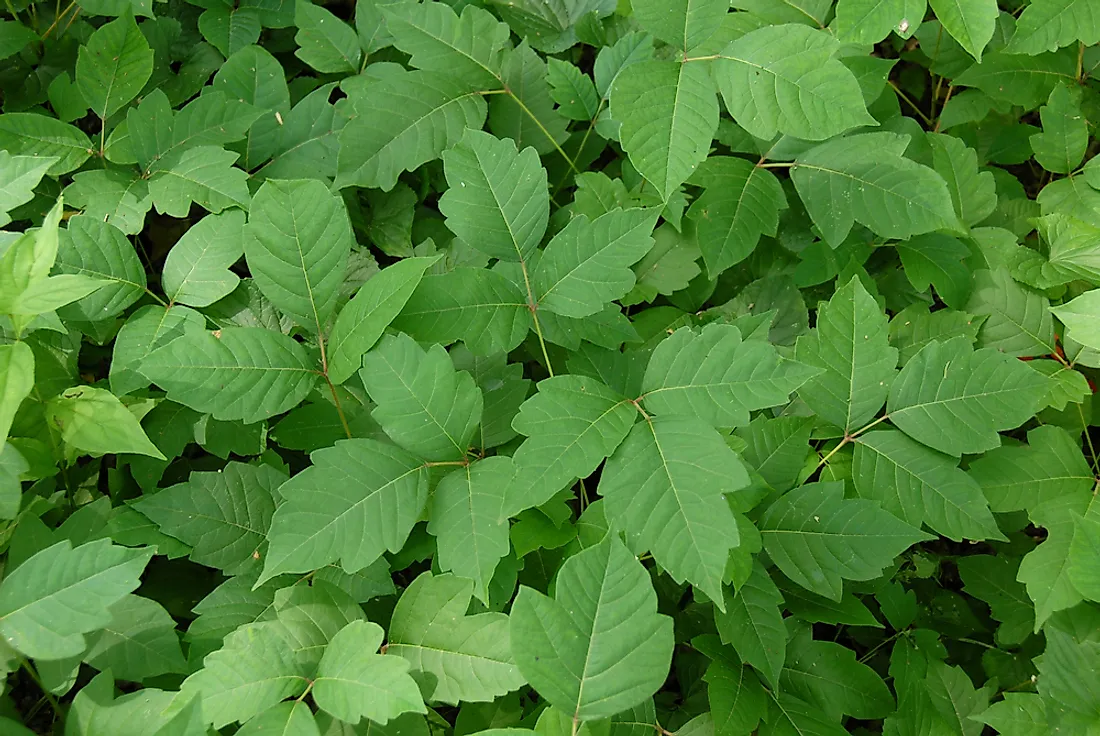 10 Poisonous Plants Found in Canada - WorldAtlas