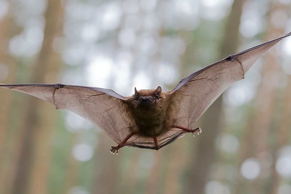 Bats can live in a variety of habitats and regions.