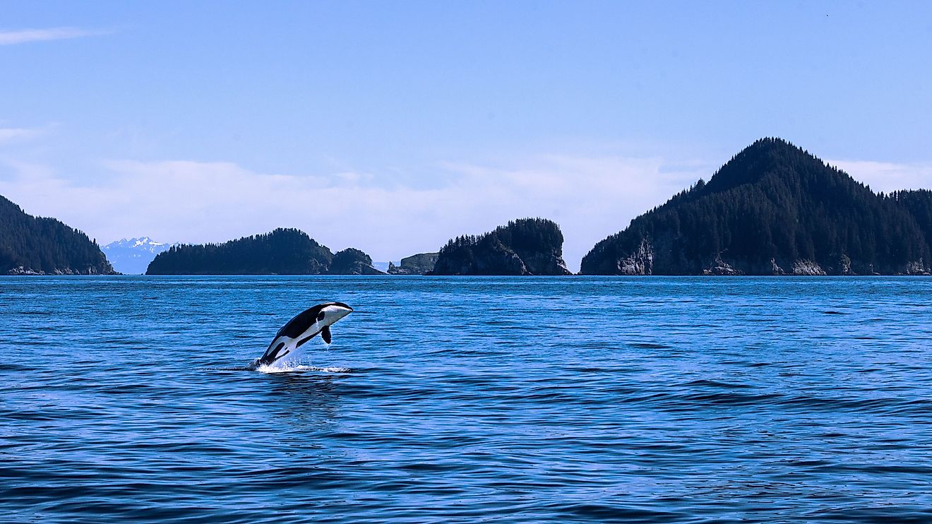 A scenic view of an orca over the water with beautiful mountains in the background. 