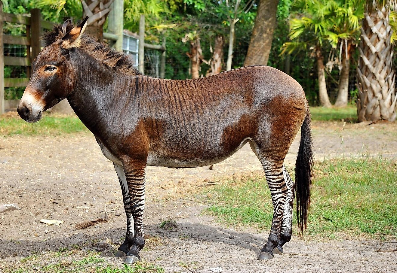 Zebroids are the offspring of a cross between zebras and other equines.