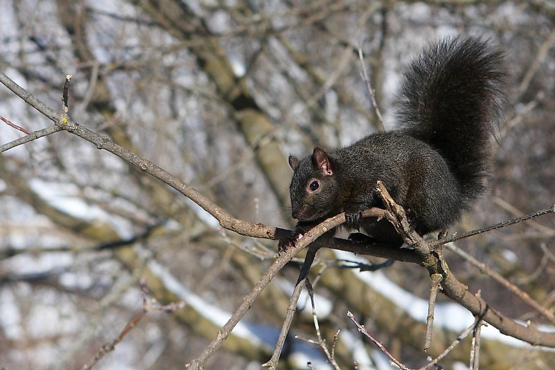 A black squirrel with a thick winter coat.