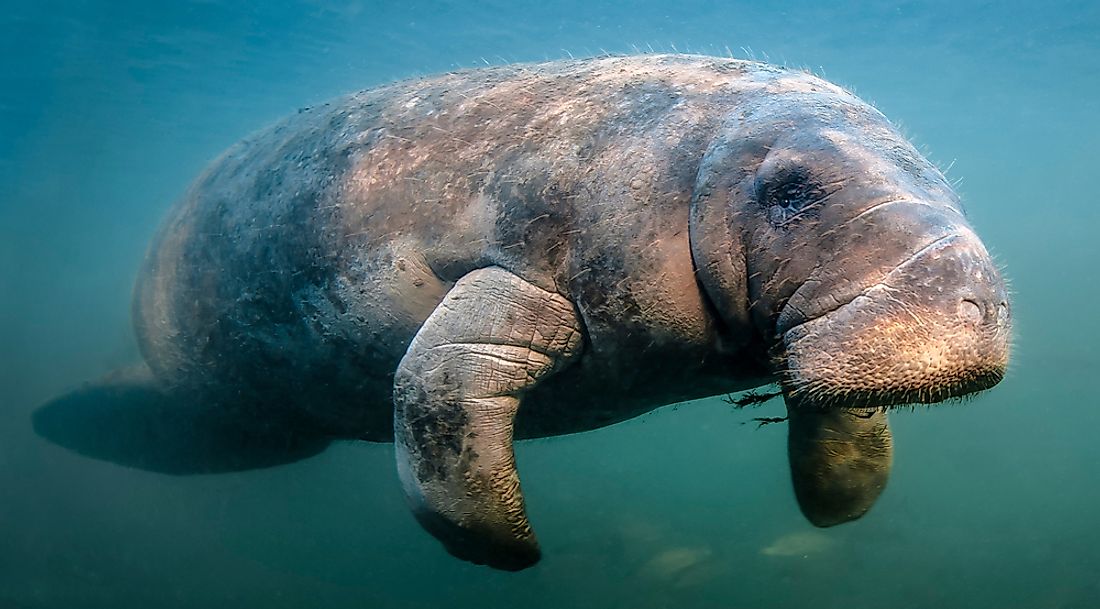 15 Animals Who are No Longer Endangered - WorldAtlas