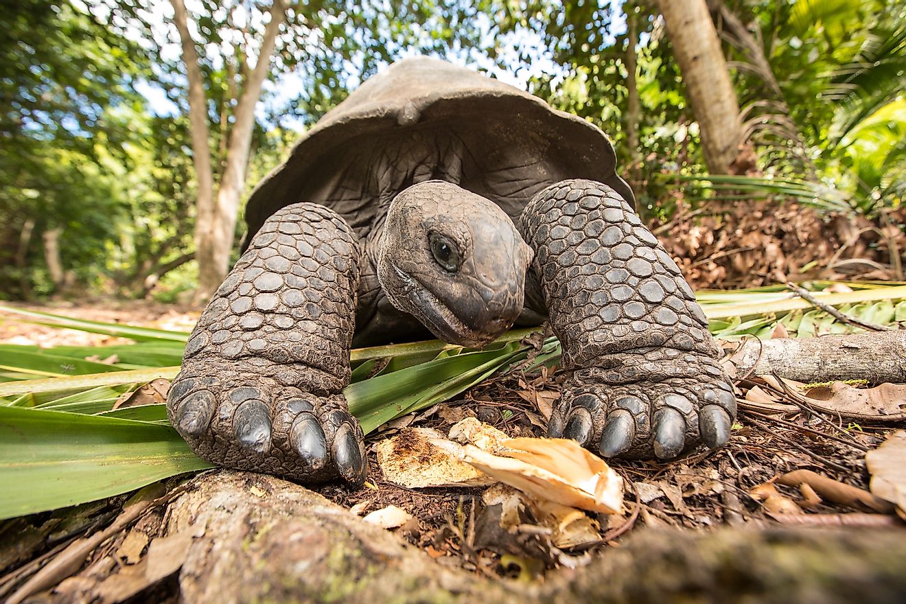 Giant Aldabra tortoise (Aldabrachelys gigantea) on Curiouse island in Seychelles. Image credit: Kertu/Shutterstock.com