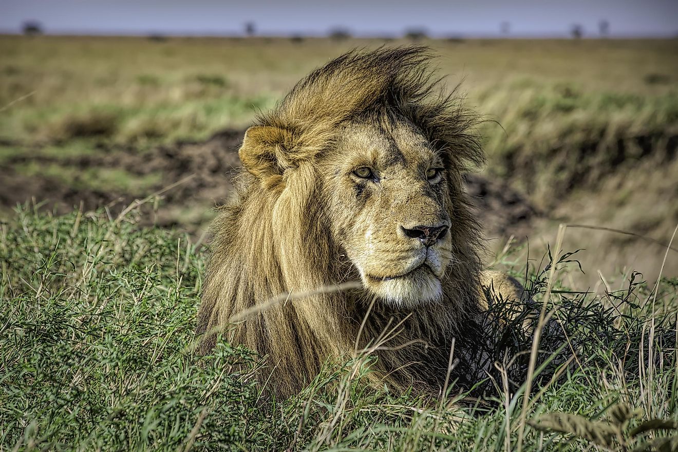 African lion in Maasai Mara. Image credit: Sanchi Aggarwal