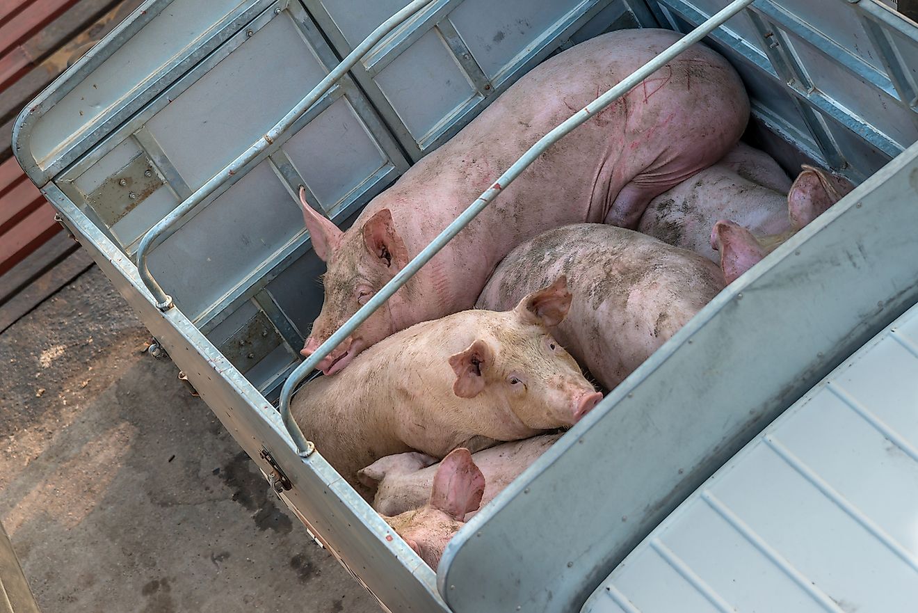 Pig on truck transport to factory. Image credit: Supermop/Shutterstock.com