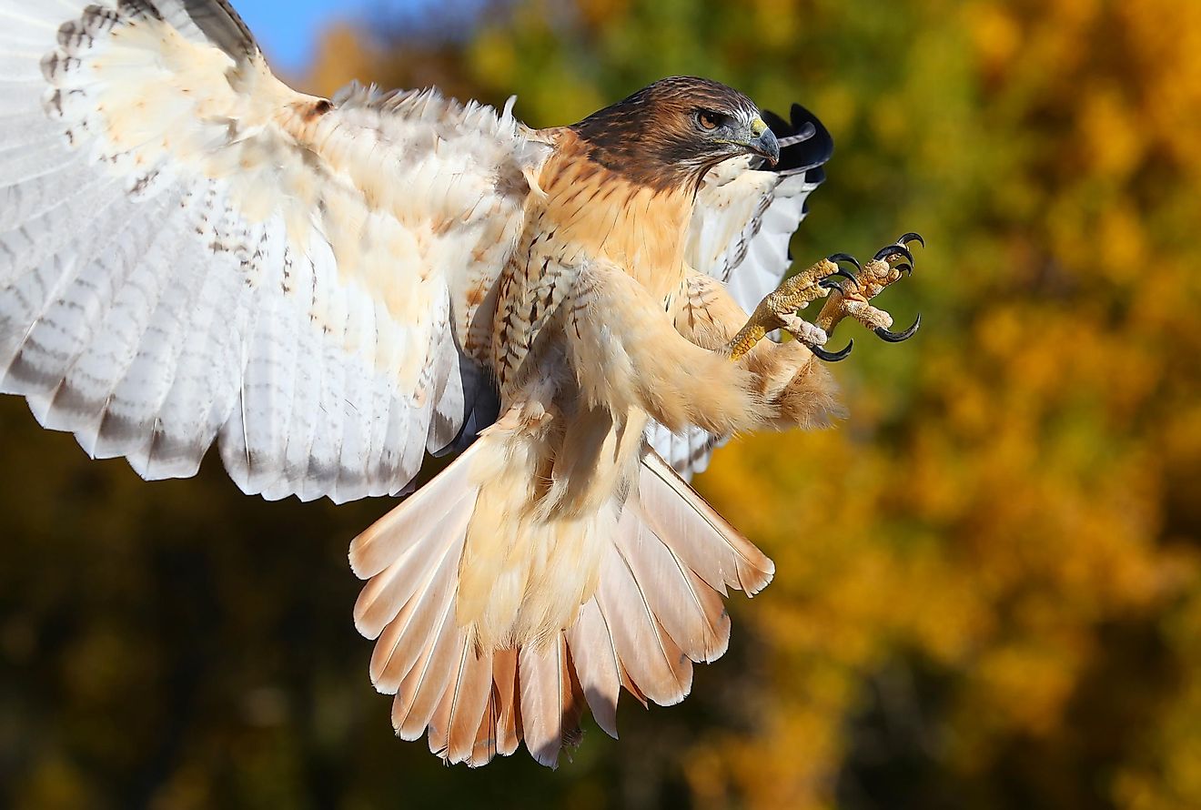 A Red-Tailed Hawk in flight.