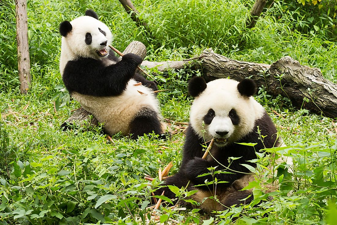 Bamboo makes up about 99% of the giant panda's diet. 
