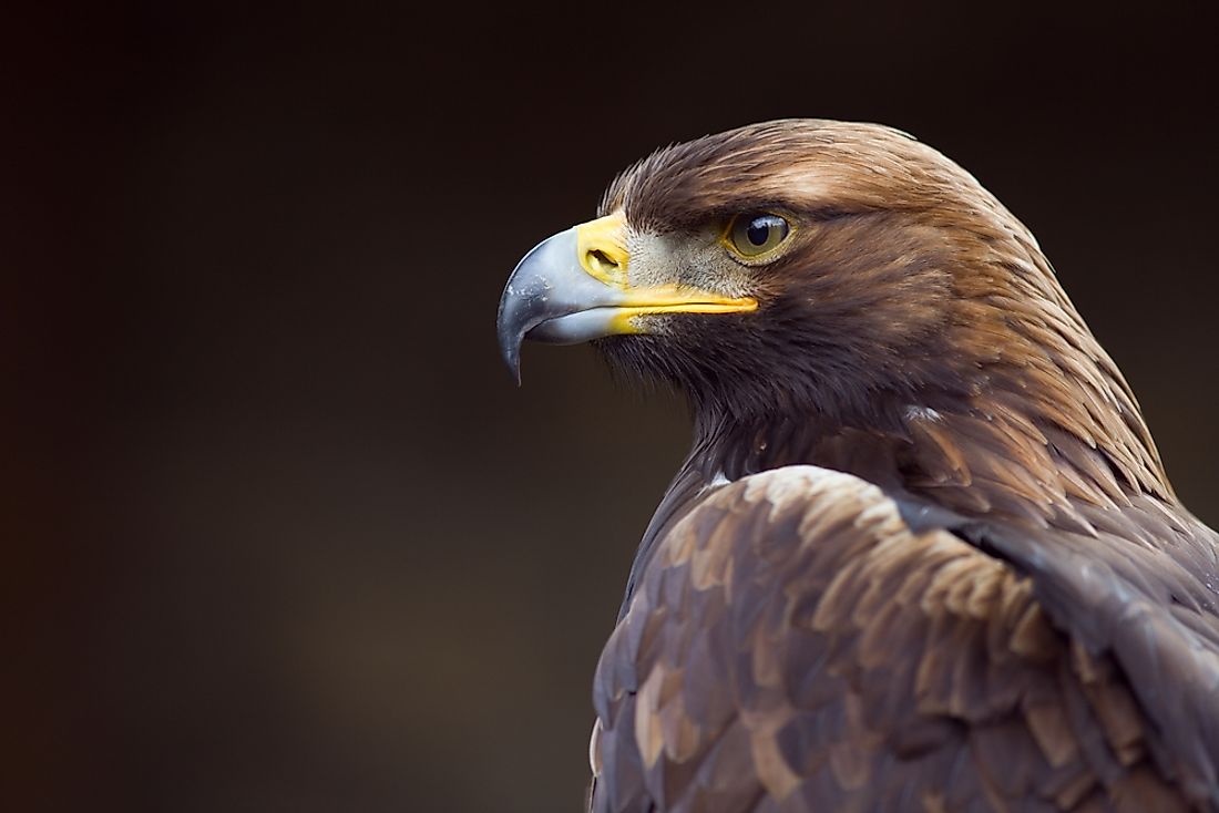 The national bird of Germany is the golden eagle. 