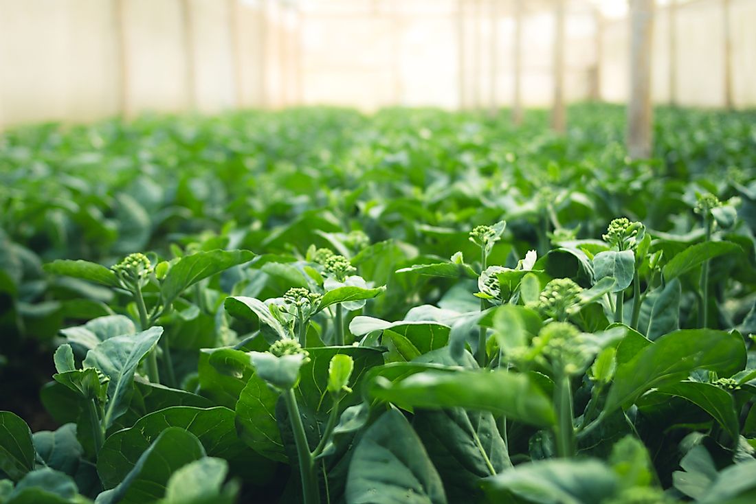 Seawater greenhouses respond to the growing shortage of freshwater for agriculture. 