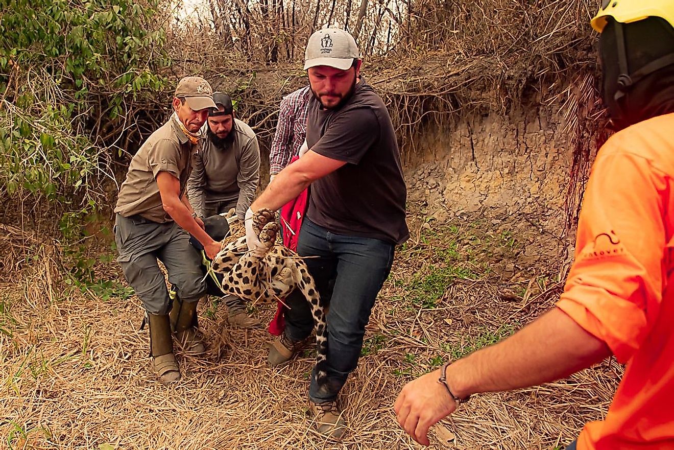 Panthera and volunteer veterinarians transport a young male anesthetized jaguar for treatment of its wounds. Image credit: Jose Medeiros
