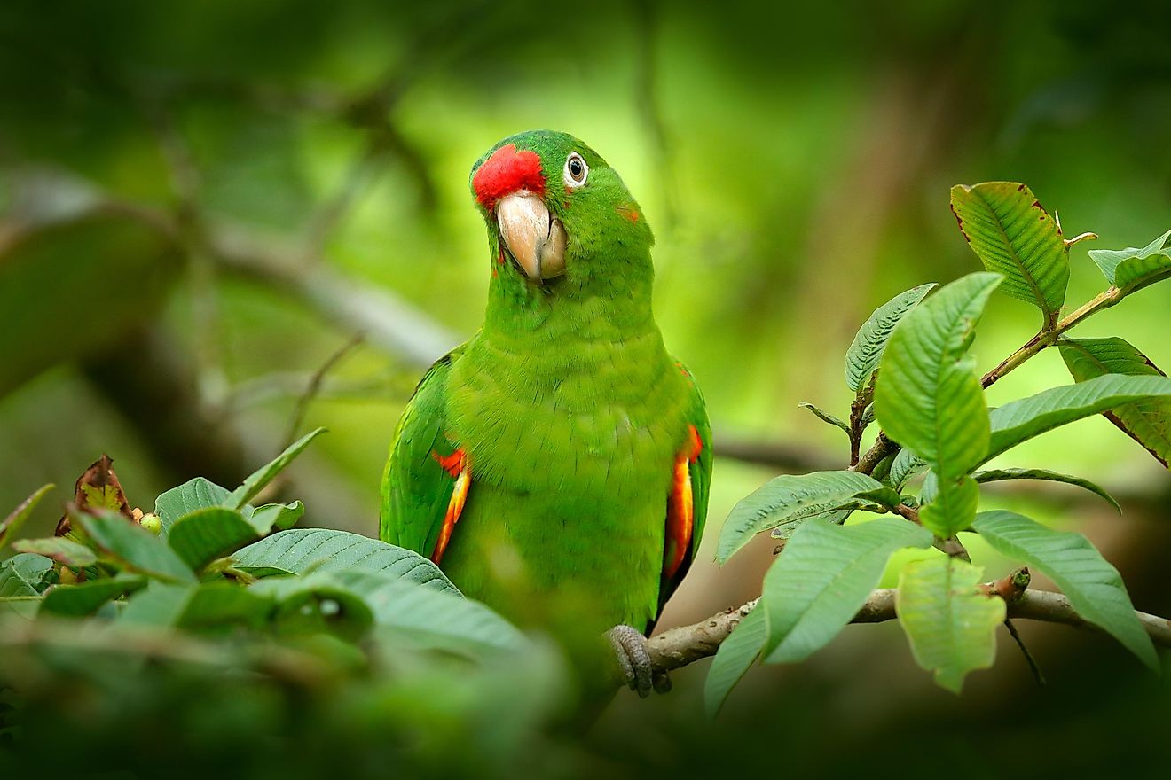 Crimson Fronted Parakeet. Image credit: Ondrej Prosicky/Shutterstock.com