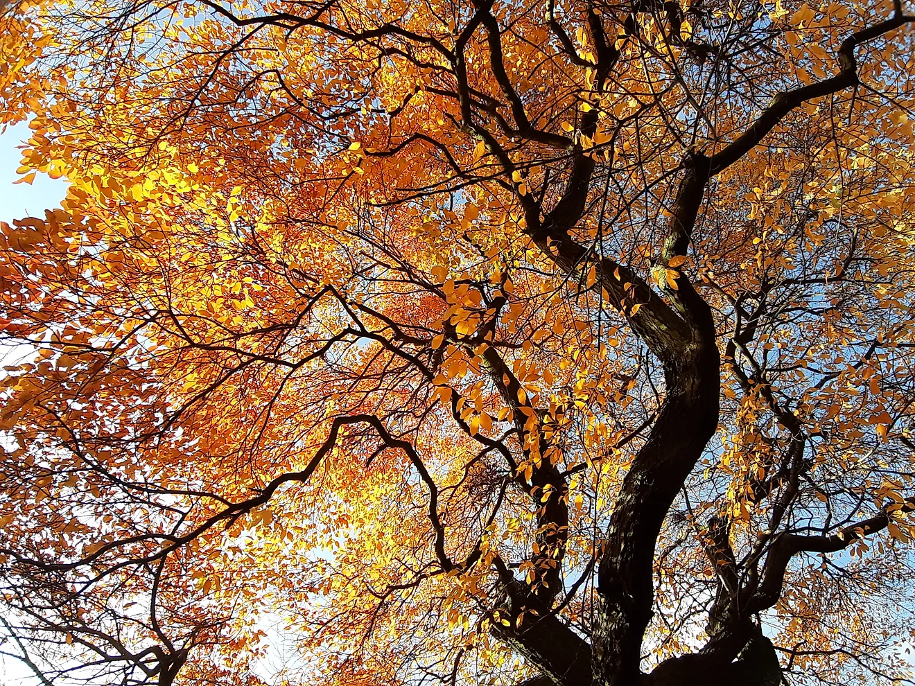 Nyssa sylvatica or Black Gum Tree