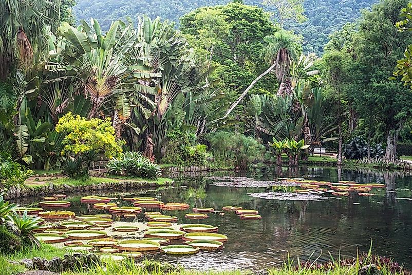 Lilies float on top of the water in this Brazilian park and botanical garden on the outskirts of the Amazon Rainforest.