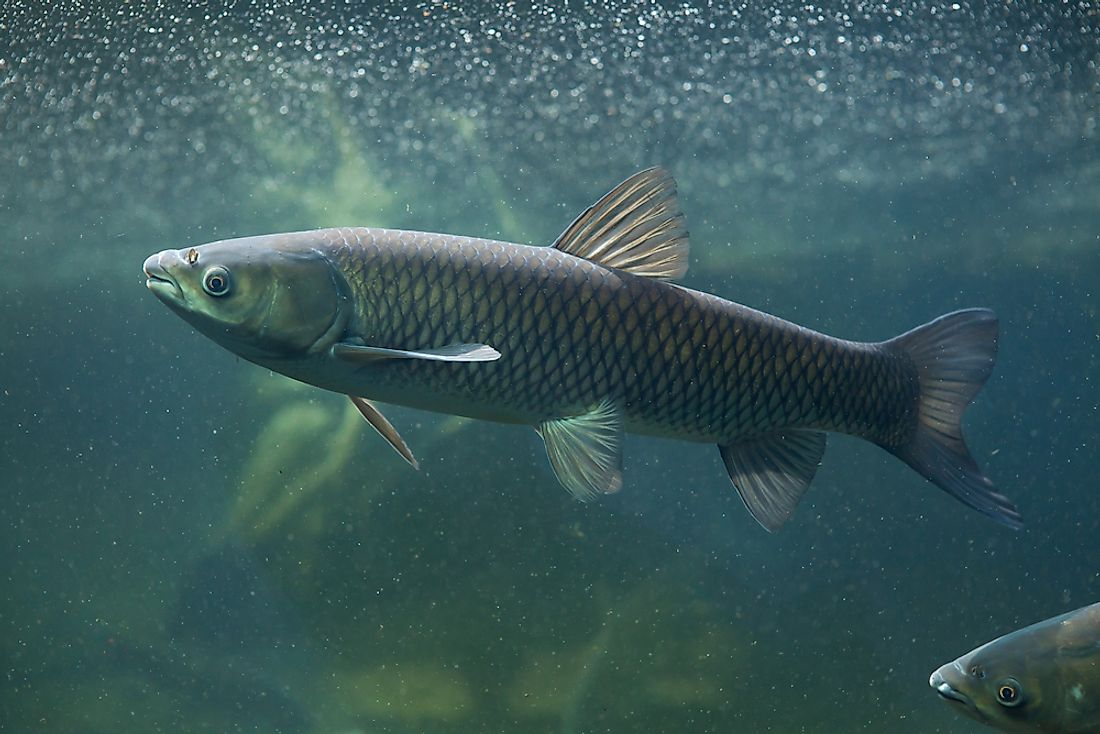 A grass carp. 