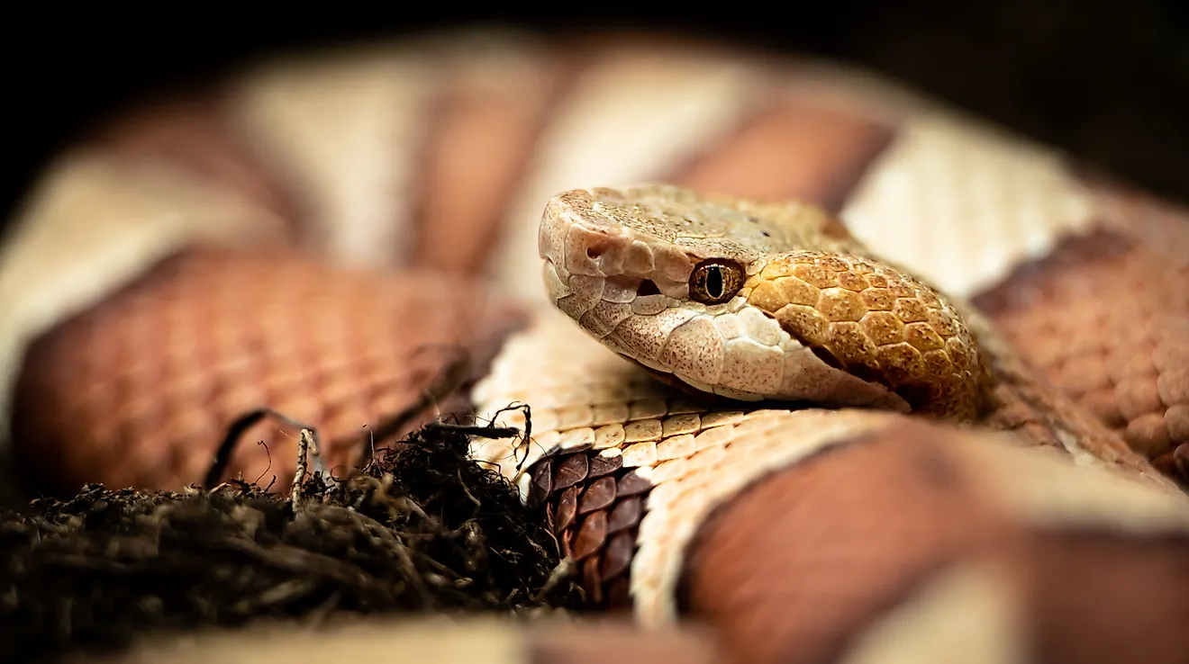 Eastern copperhead (Agkistrodon contortrix) close-up