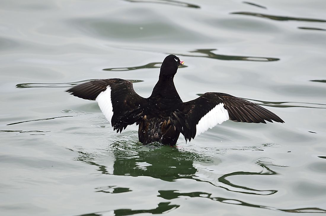 A velvet scoter. 