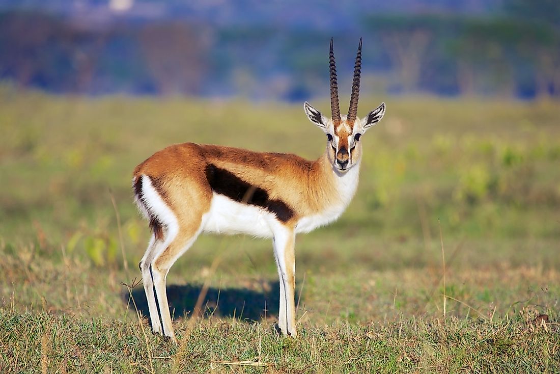A Thomson's gazelle. 
