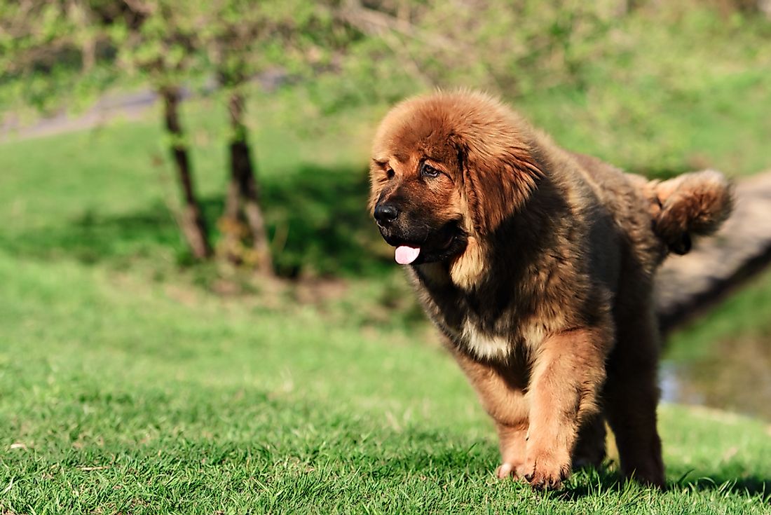 The majestic Tibetan Mastiff is quite rare. 