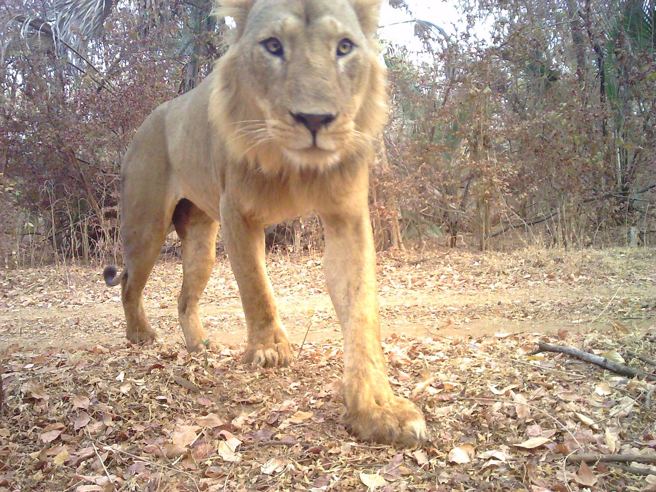 A camera trap picture of a male lion in Niokolo Koba National Park. Image credit Panthera/DPN