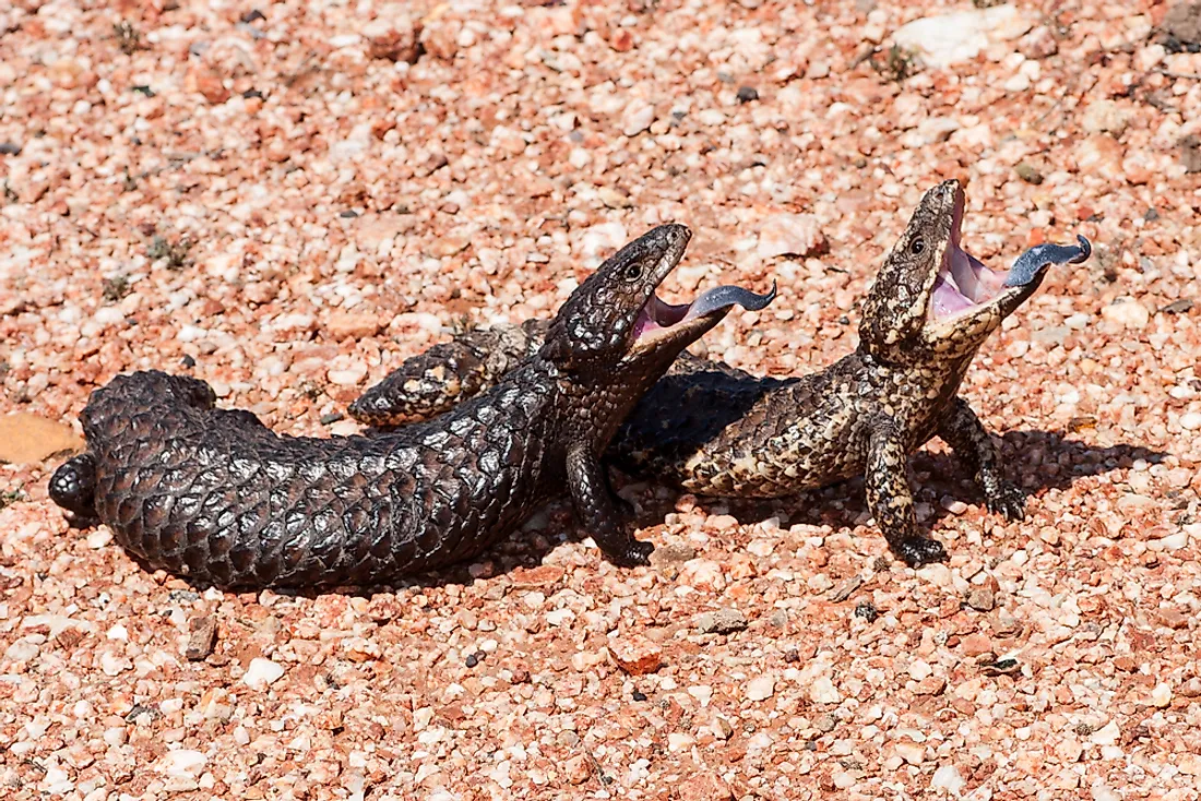 Shingleback Skinks