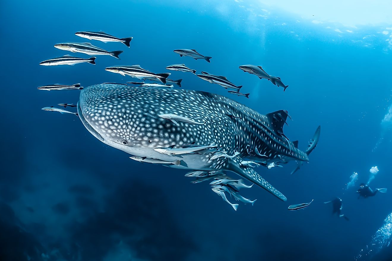 A huge whale shark with cobias and remoras attached to its body.