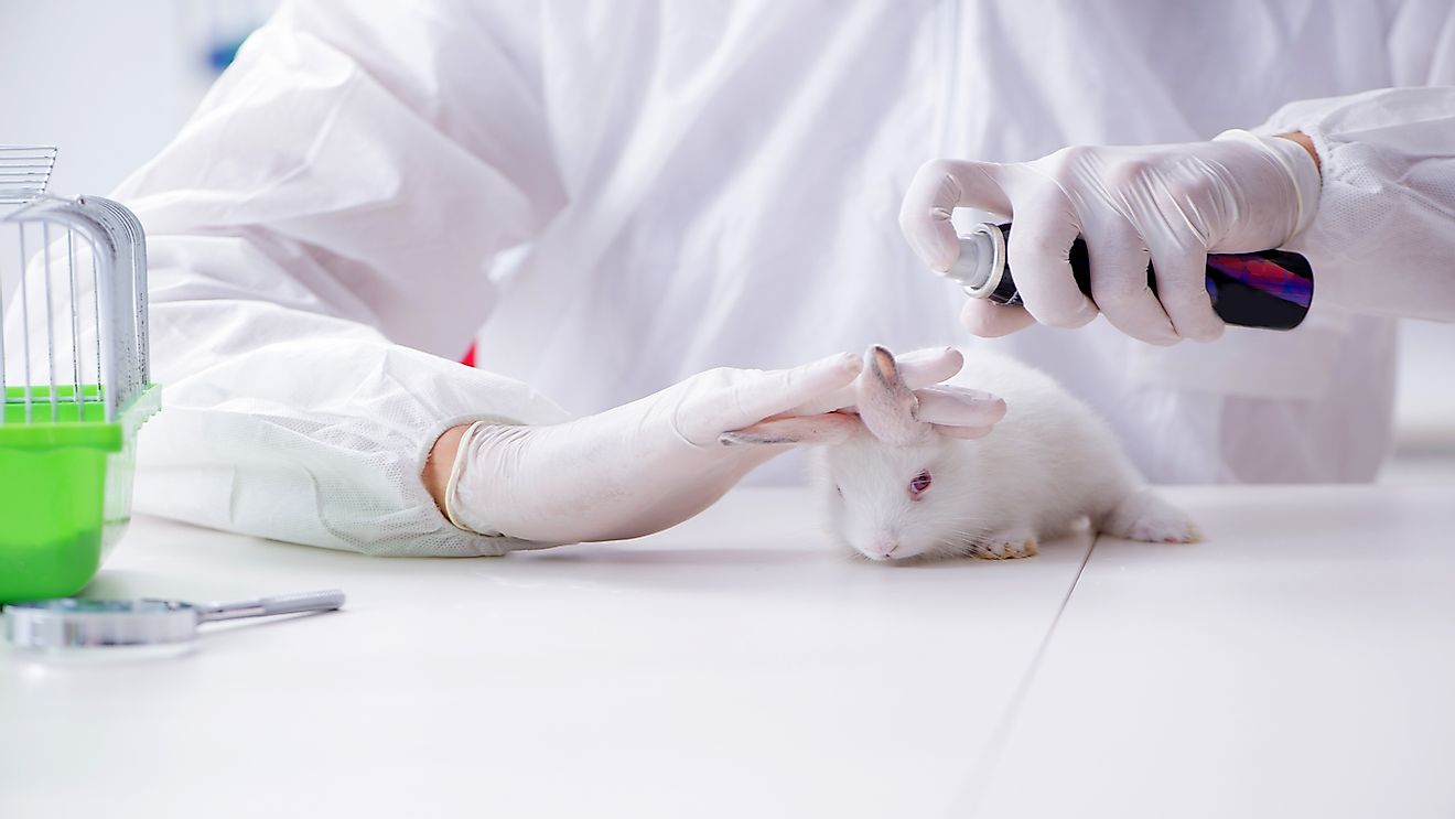 Scientist doing animal experiment in lab with rabbit.