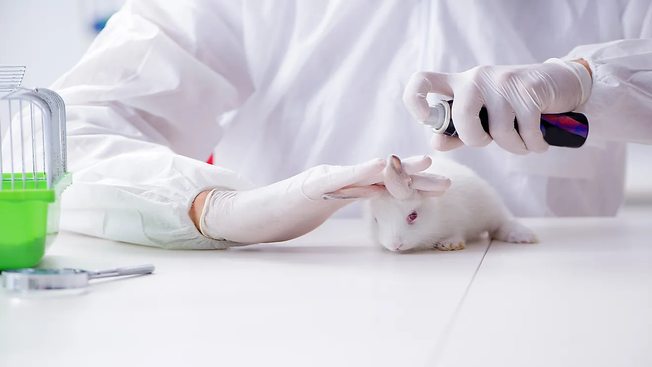 animal testing in research project