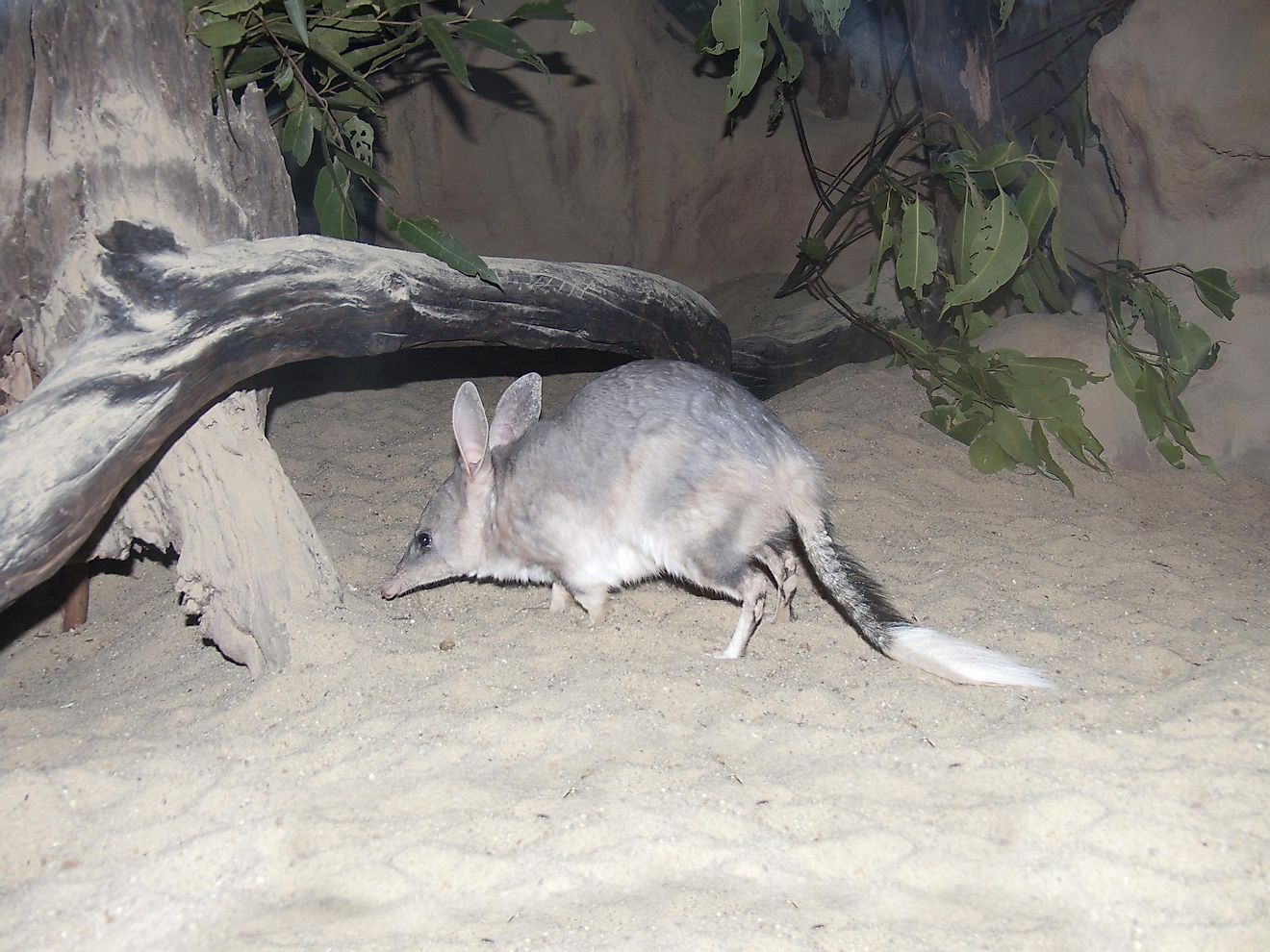 Bilbies are bandicoots that have rabbit ears and are unique to Australia.