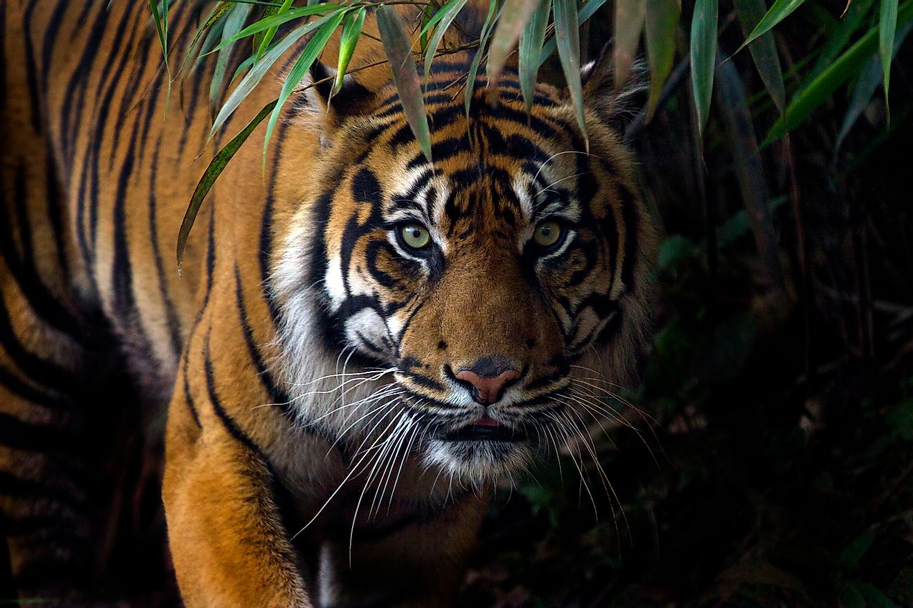 Sumatran Tiger. Image credit: tom177/Shutterstock.com