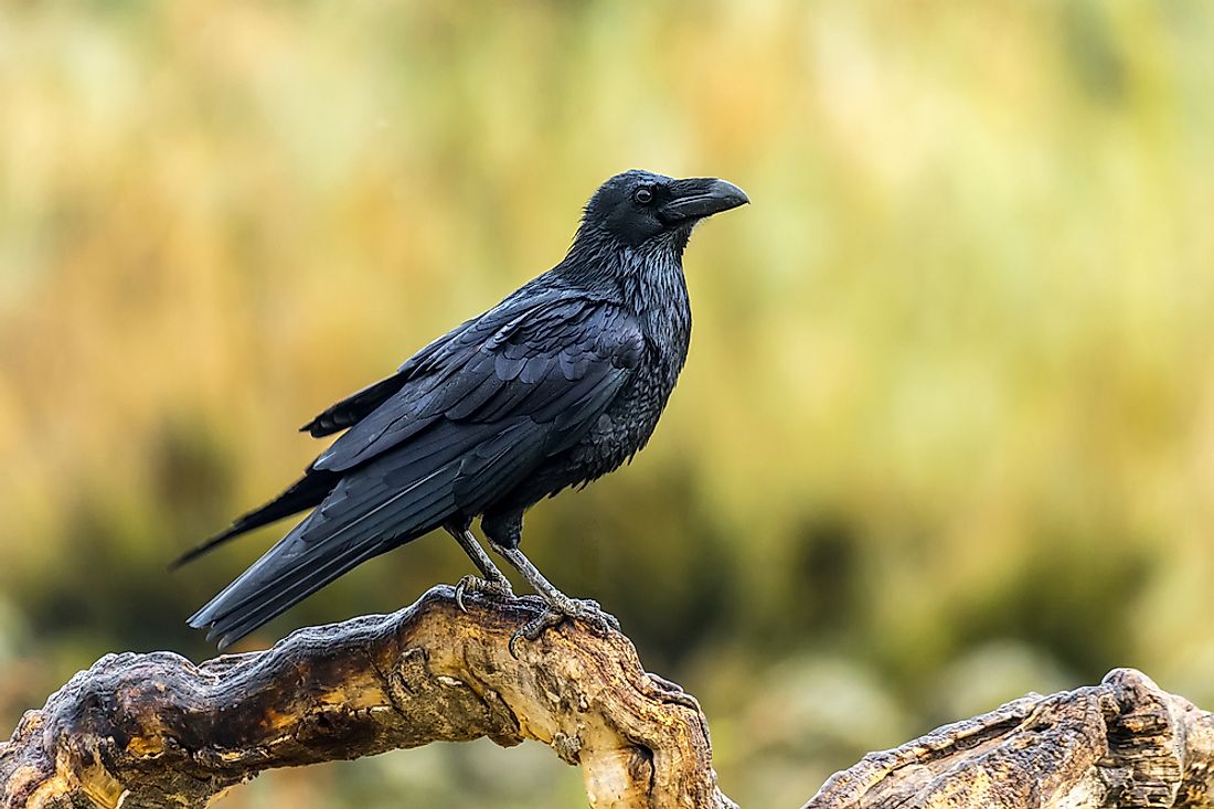 The Common Raven is thought to be undergoing despeciation. 