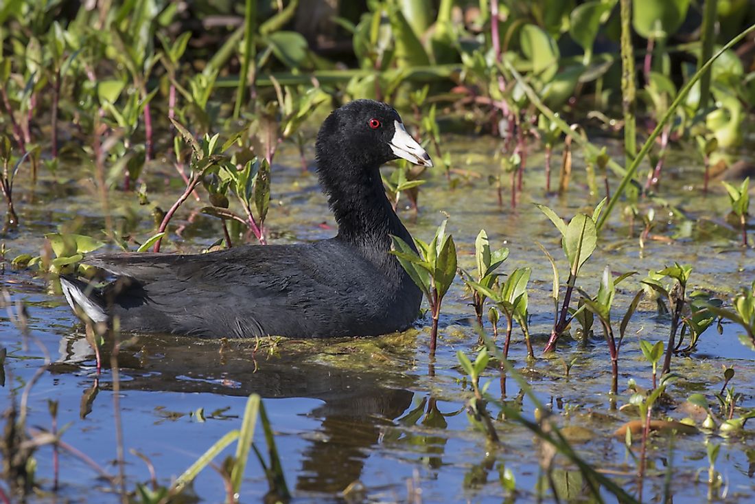 An American coot in swampland. 