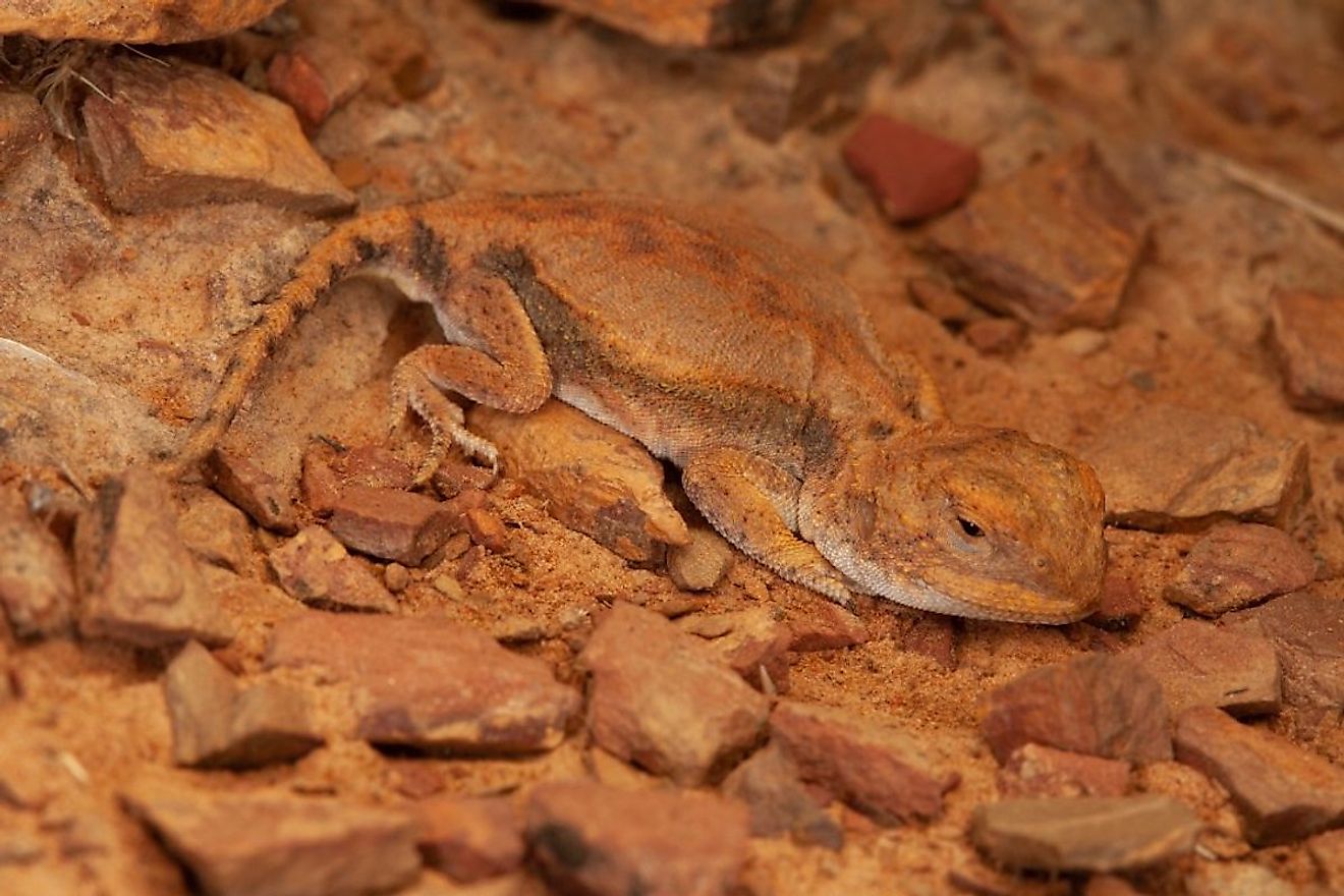 Hidden Dragon. Image credit: australianmuseum.net.au