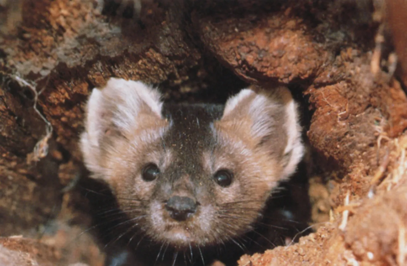 A sable peeking out of its den, built into the forest floor.