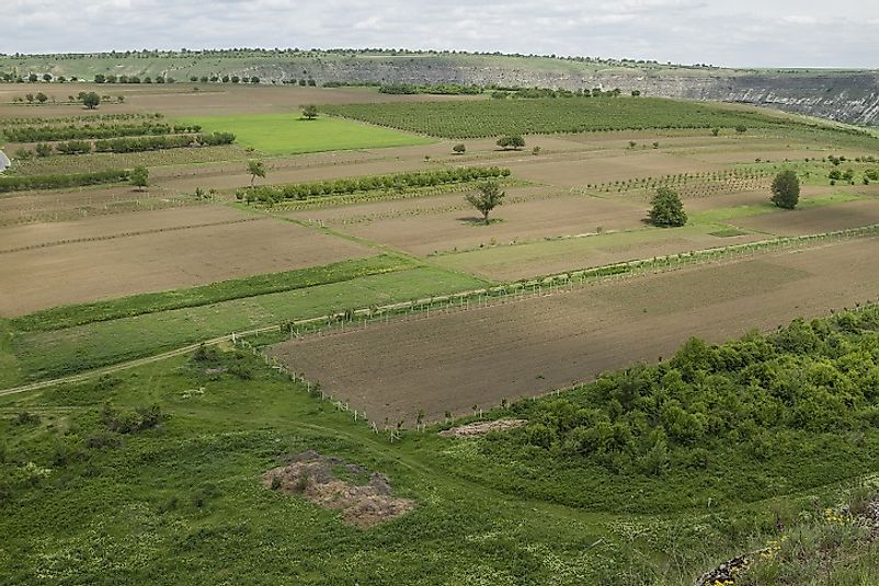 With low risk premiums on loans and land privatization, more and more Moldovan farmers are owning the land they work.