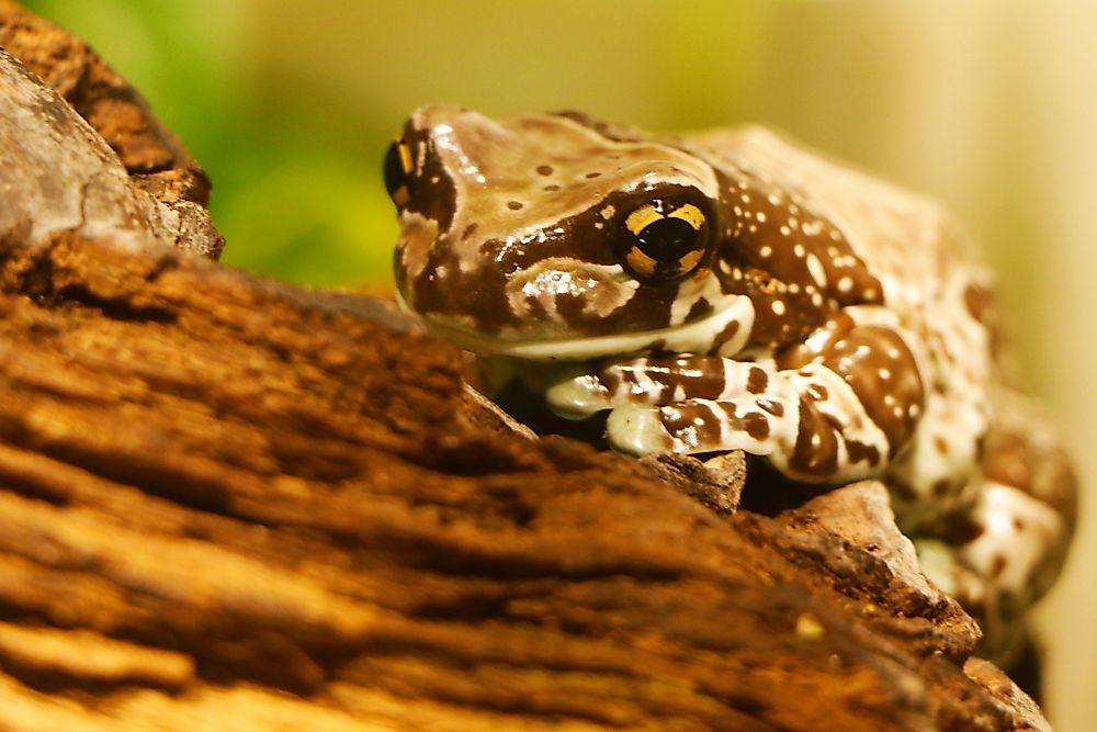 A mssion golden-eyed tree frog.