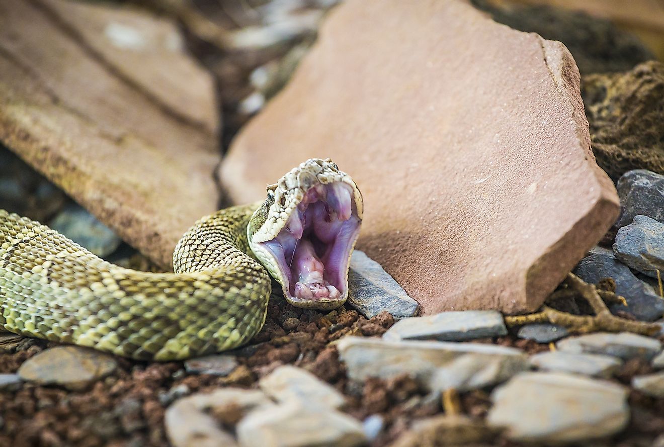 A rattlesnake (Crotalus oreganus) exhibiting its fangs. Image credit: Clement Horvath/Shutterstock.com