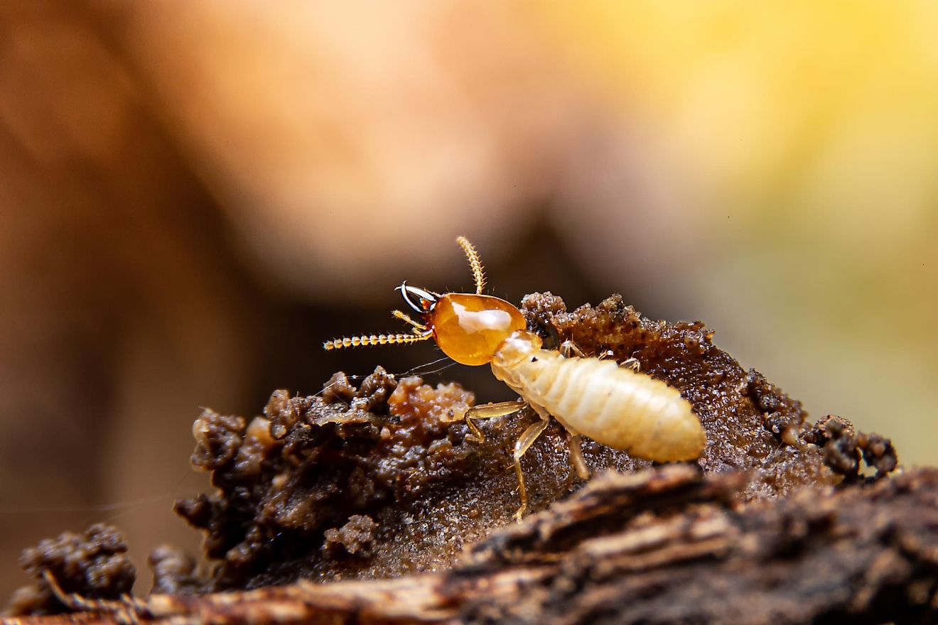 Termites found in wooded area next to Angkor Wat.