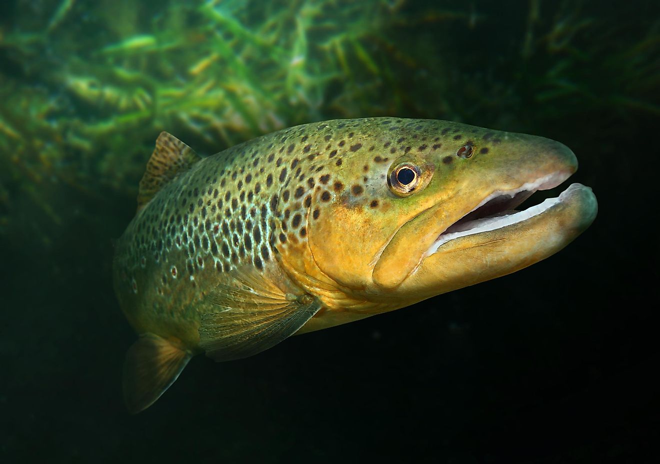 The brown trout is a species of fish that can be found in Mongolia. 