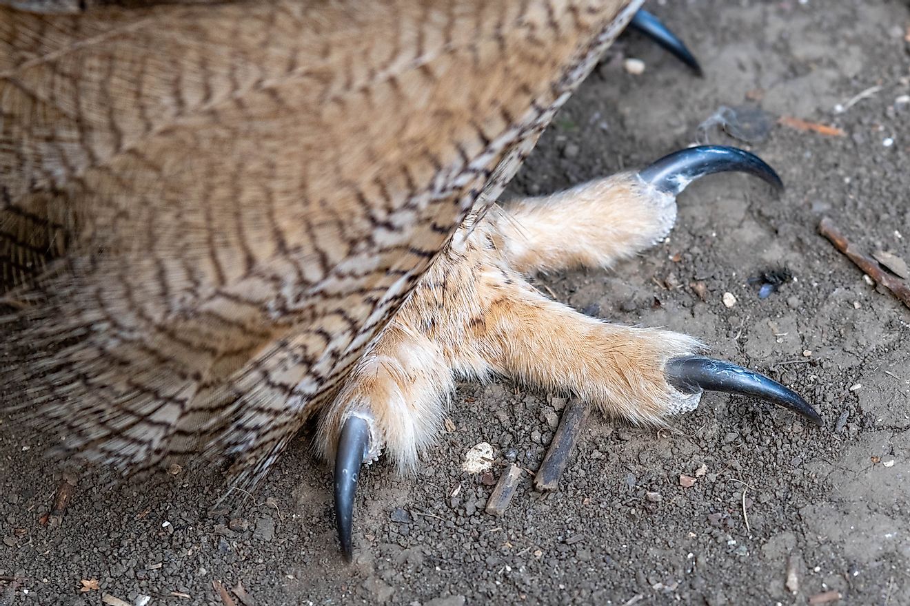 Close up Eurasian Eagle Owl Foot and Talon. Image credit: Ian Fox/Shutterstock.com