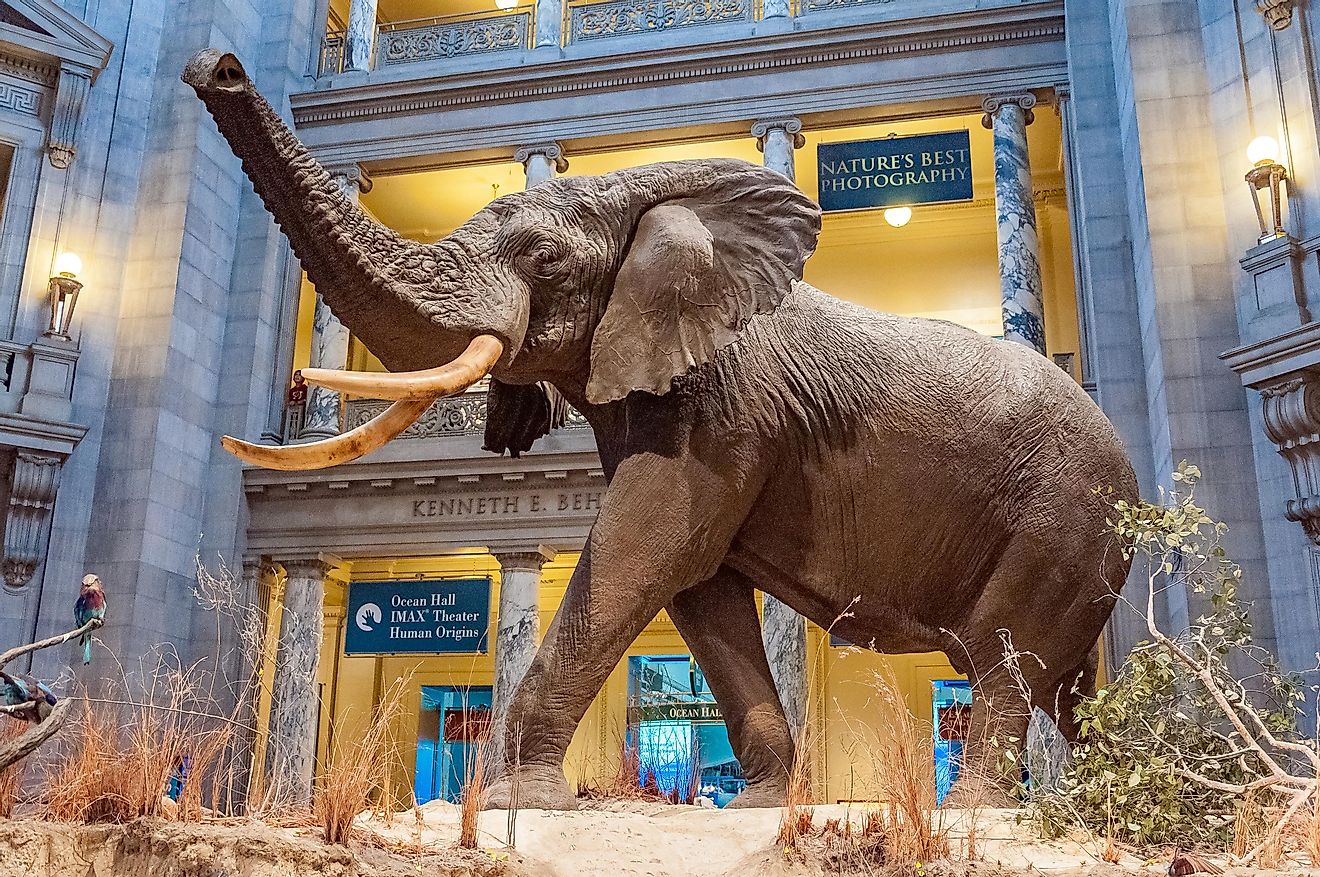 The African Elephant in the Museum of Natural History in Washington DC. Credit: NaughtyNut / Shutterstock.com