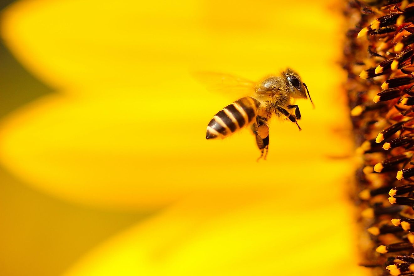 Bee stings can be deadly if you are allergic. Photo by Boris Smokrovic on Unsplash