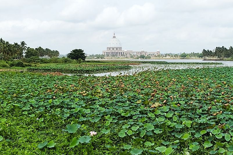 Wetlands filled with water lilies near the Basilica of Our Lady of Peace in Yamoussoukro, Ivory Coast.