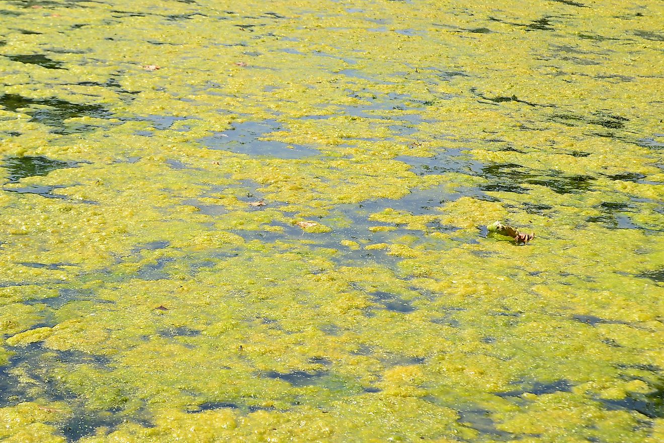 An algal bloom in a body of freshwater suffering from severe eutrophication. Image credit: Trixcis/Shutterstock.com