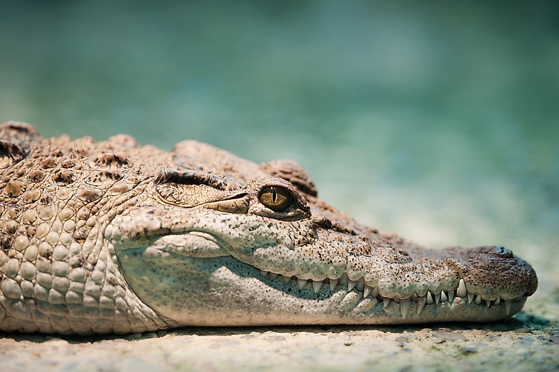 A Philippine Crocodile.
