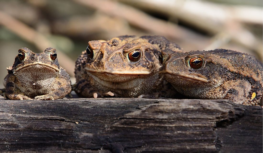 The Texas toad enjoys a wide range in the southern United States.