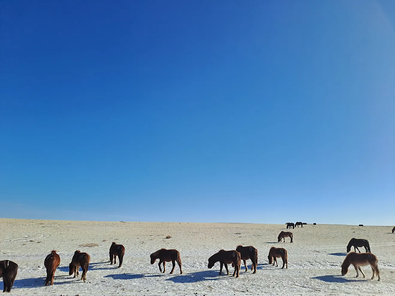 Wild horse grazing at Mongolian steppe Gobi desert on winter time with frozen grass