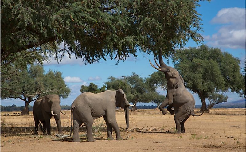 Elephants busy feeding in Africa.