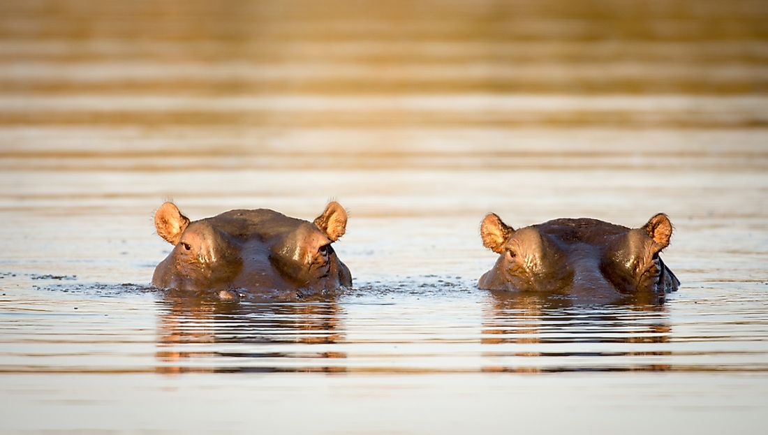 Hippopotamus spend the majority of the day in water. 