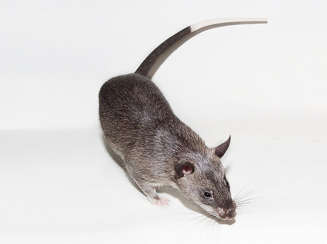 African giant pouched rat. Image credit: Louisvarley/Wikimedia.org