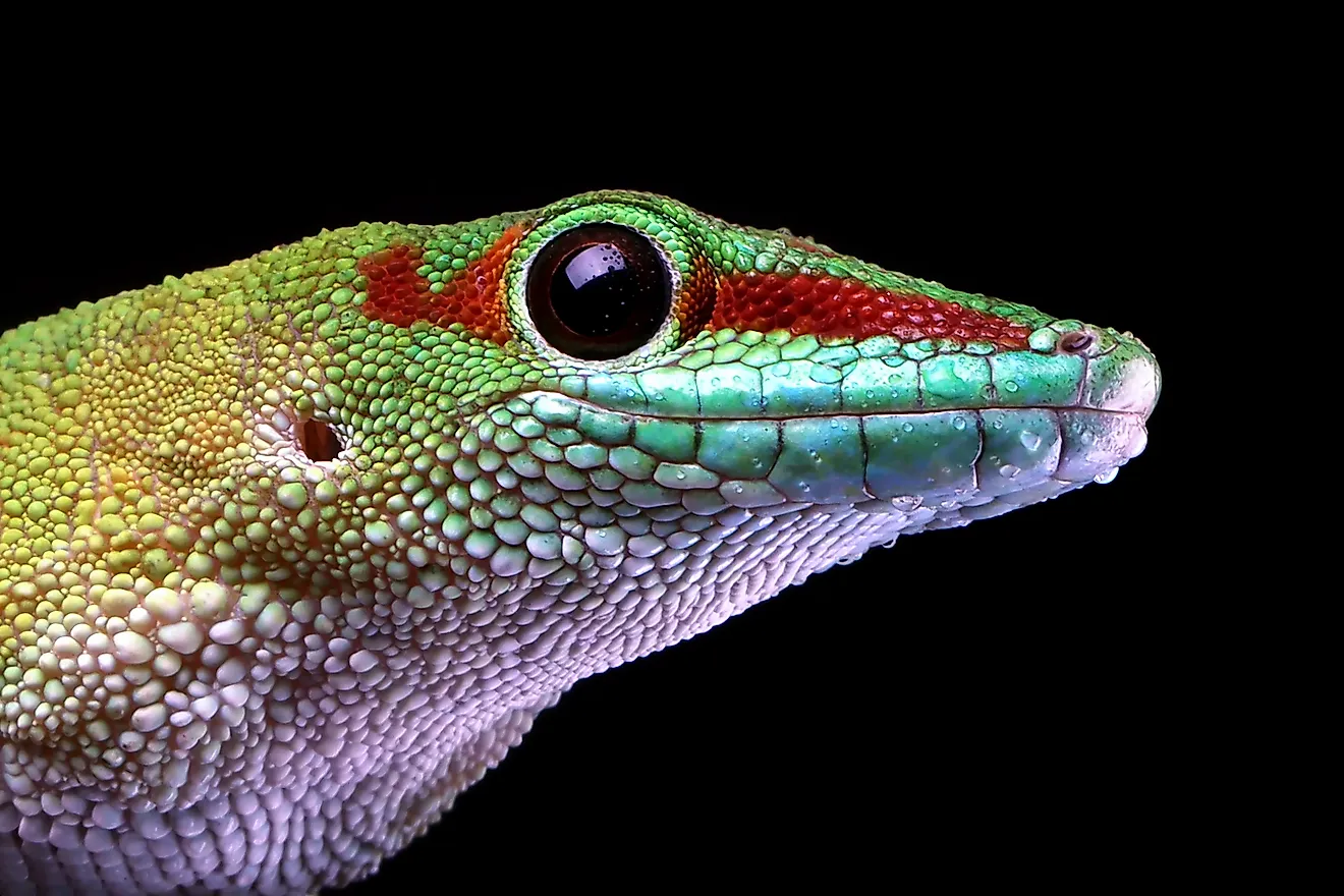 Masagascariensis gecko closeup (Credit: Kurit afshen via Shutterstock)